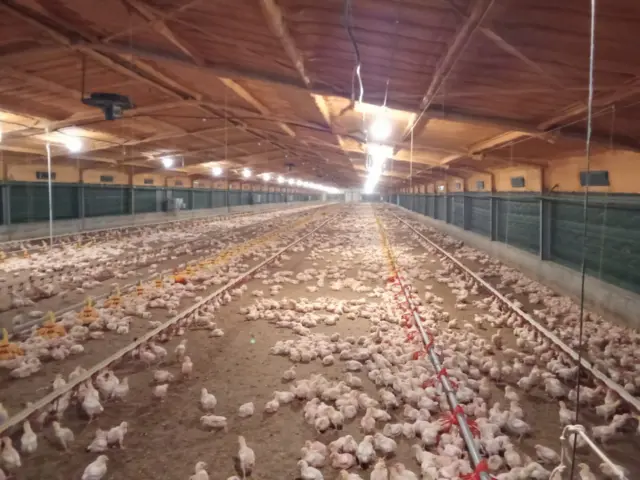 इजरेली कुखुरा फार्म