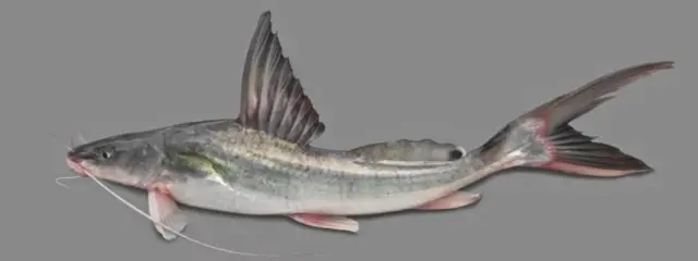 প্রায় বিলুপ্ত অবস্থা থেকে আবার বাঙালীর পাতে ফেরত এসেছে আইড় মাছ