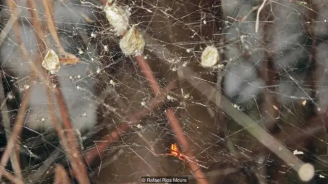 Laba-laba jantan dengan laba-laba muda dan kantung telur.