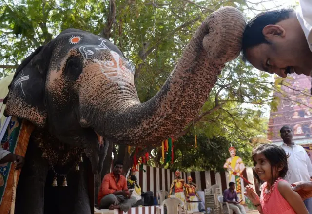 An elephant touches a man's head with its trunk
