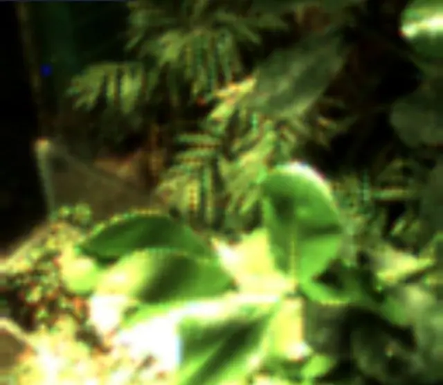 మొక్క తీసుకొన్న సెల్ఫీ ఇదే