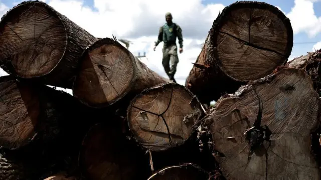 An agent of the Brazilian Institute for the Environment and Renewable Natural Resources inspects a tree extracted from the Amazon rainforest