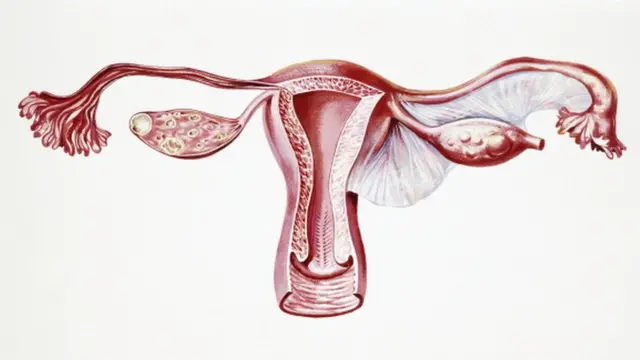 गर्भाशय