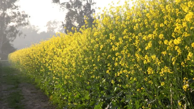 ਸਰੋਂ ਦੀ ਫਸਲ