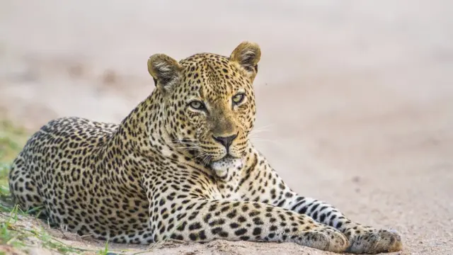 बिबट्या