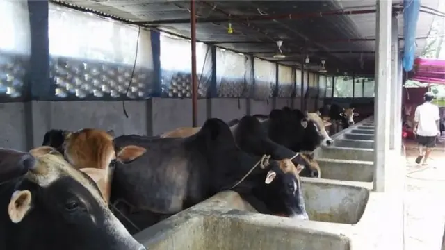 অনেক শিক্ষিত তরুণই গরুর খামার প্রতিষ্ঠায় এগিয়ে এসেছিলেন