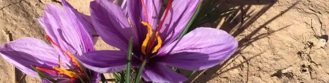 કેસરનું ફુલ