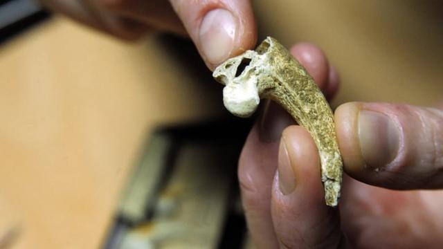 Il y a environ 130 000 ans, un homme de Néandertal, dans l'actuelle Croatie, a tranché la patte d'un aigle - peut-être pour en faire un bijou.