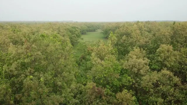 বাংলাদেশের শালবন