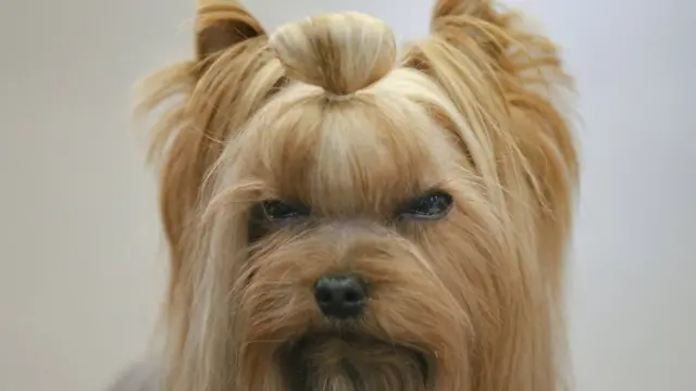 Собака породи йоркширський тер'єр