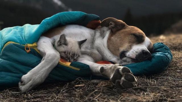 Gato e cachorro dormindo juntos dentro de um saco de dormir