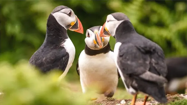 पफ़िन्स