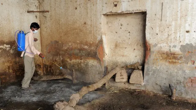 CCHF ਤੋਂ ਰਾਖੀ ਦੇ ਲਈ ਪਸ਼ੂਆਂ ਵਾੜਿਆਂ ਦੀ ਸਫਾਈ ਬਹੁਤ ਜ਼ਰੂਰੀ ਹੈ।