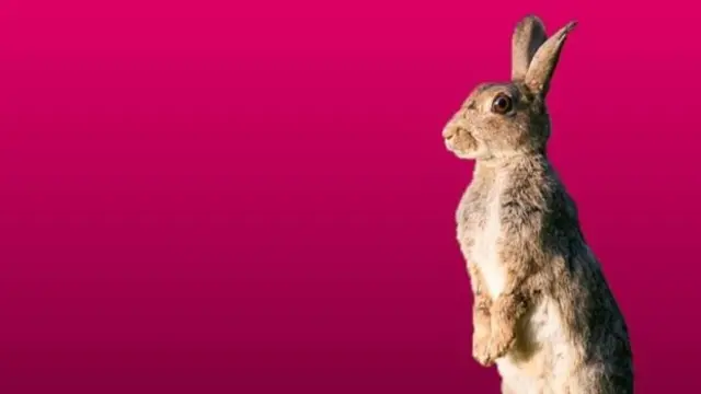 सेक्स टॉय