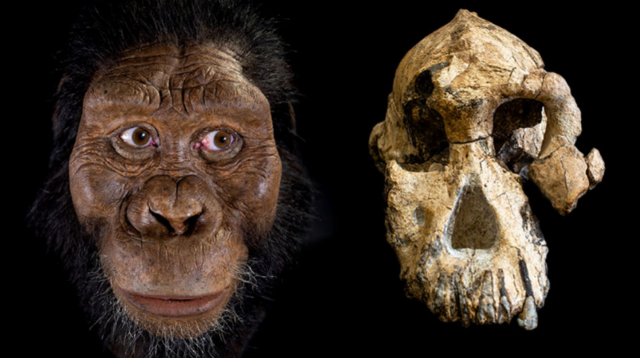 ใบหน้าของ Australopithecus anamensis ที่จำลองขึ้นใหม่ เปรียบเทียบกับฟอสซิลกะโหลกศีรษะที่พบ
