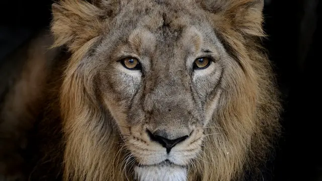 સિંહોની મોટી સંખ્યા જંગલની બહાર અમરેલી, ભાવનગર અને રાજકોટ જેવા જિલ્લાઓમાં પણ જોવા મળે છે.