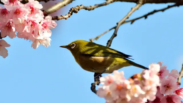 Японская белоглазка (Zosterops japonicus)
