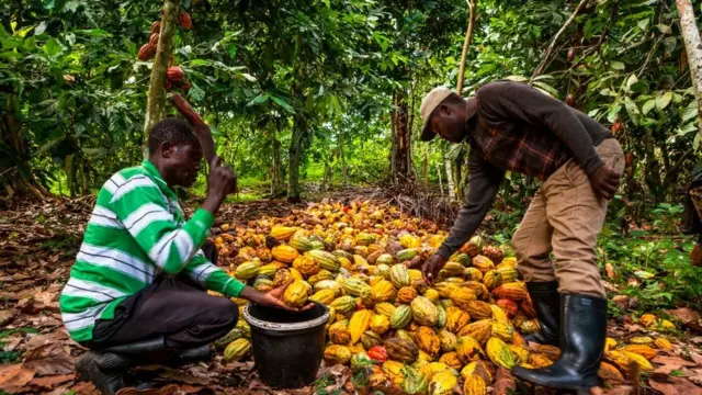 Шоколадні дерева переважно вирощують у бідних африканських країнах