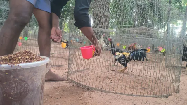 కోడిపుంజులు