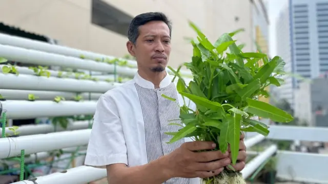 Sofyan, hidroponik, Masjid Baitussalam, Tamansari, Jakarta Barat