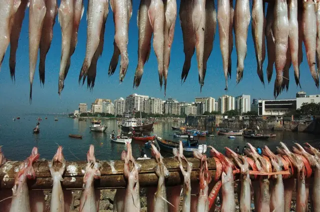 బాంబే డక్