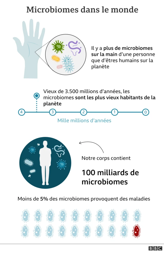 graphique sur les bactéries