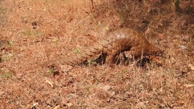 खवले मांजर