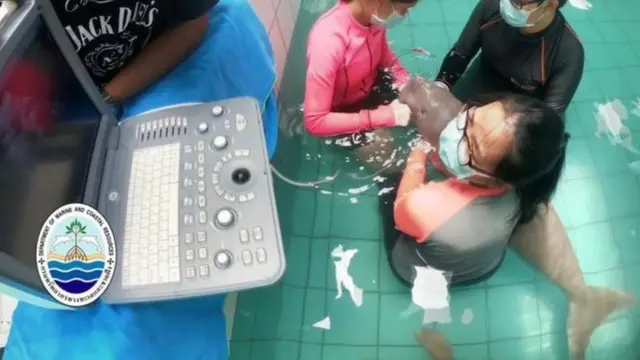 สัตวแพทย์รักษาพะยูน