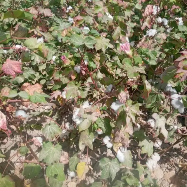 Пахта даласида