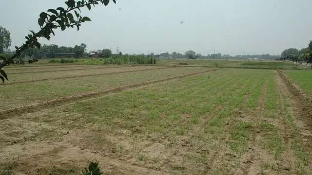 பசுமை புரட்சி