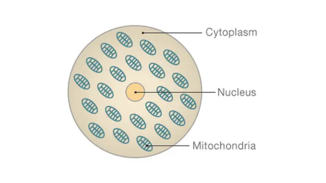 Diagram showing structure of a cell