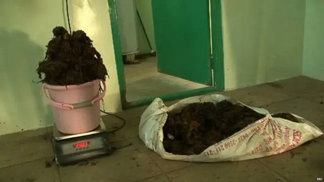 ਇੱਕ ਗਊ ਦੇ ਢਿੱਡ ਵਿੱਚੋਂ ਕੱਢਿਆ ਗਿਆ ਪਲਾਸਟਿਕ