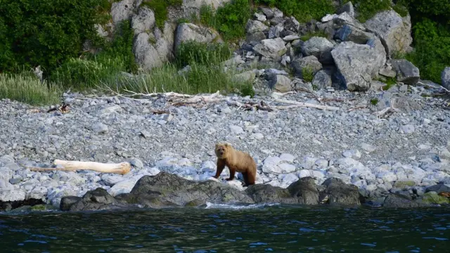 медведь на Камчатке