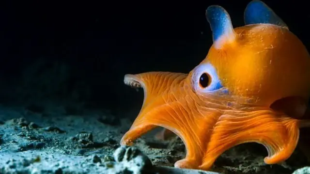 समुद्री जीव, प्लास्टिक