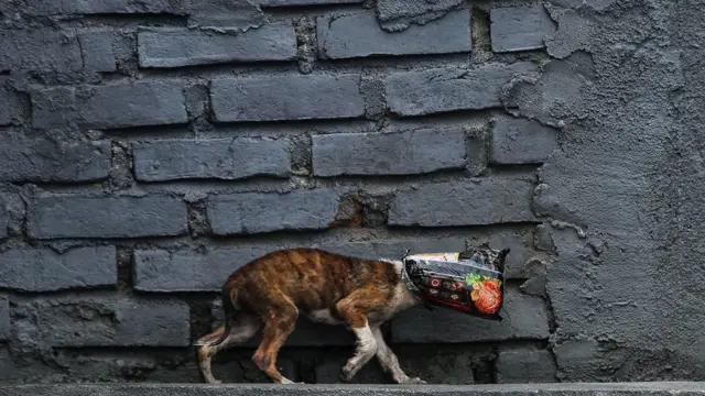 Лисиця