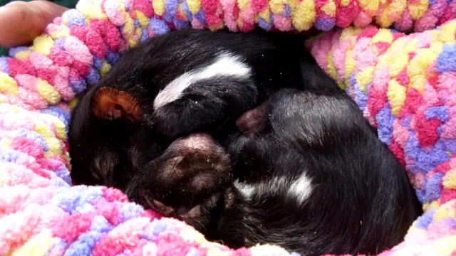 Журналист Джорджина Кеньон живет в доме на краю леса в австралийских Голубых горах. Она сфотографировала этих детенышей тасманского дьявола в соседнем приюте для животных