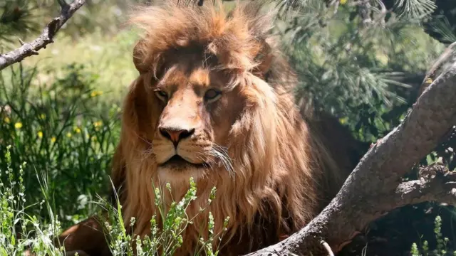 এক মাইল দূর থেকেও শিকারের শব্দ পায় এই প্রাণীটি।