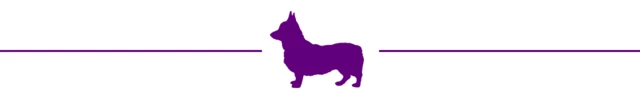 A graphic of a corgi