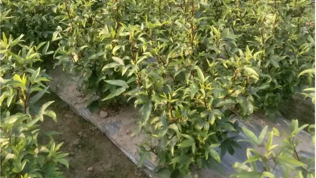 রোজেলা বাগান