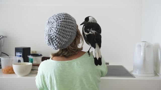 Pinguim no ombropoker cenaSam