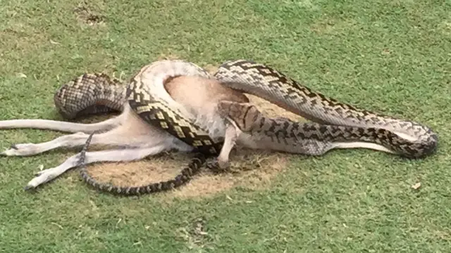 फार नॉर्थ क्वींसलैंड का गोल्फकोर्स अपने वन्यजीवन के लिए मशहूर है.