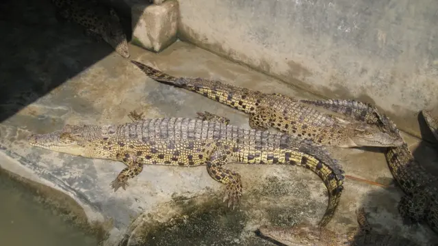 কুমীর ছানাগুলোকে রাখা হয় চৌবাচ্চার ভেতরে লবণ পানিতে