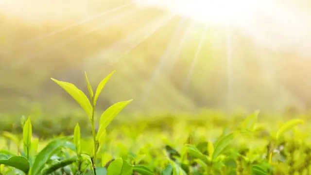 Muchas variedades de té pero un solo origen: la Camellia Sinensis