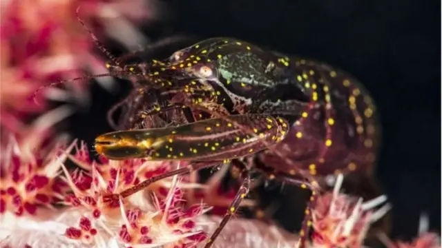 Video jinsiy aloqa muhtojlik uchun Yalangoch yigitlarning selfi