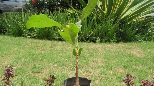 Un petit arbre de karité de quatre ans dans un jardin