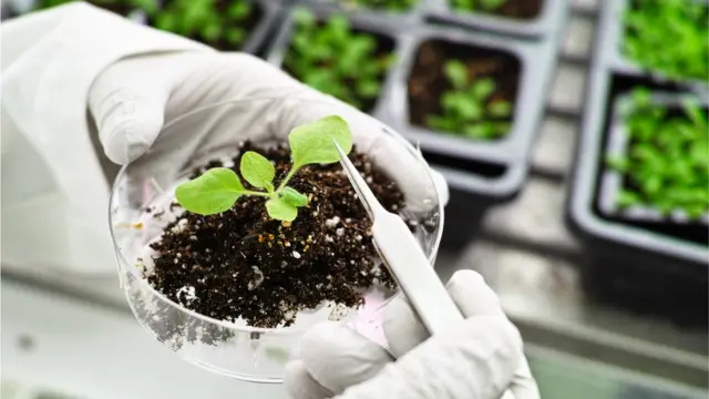 रिसर्च लैब में पत्तियों पर होता शोध