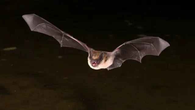 Murciélago
