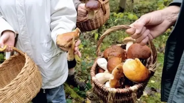 పుట్టగొడుగులు