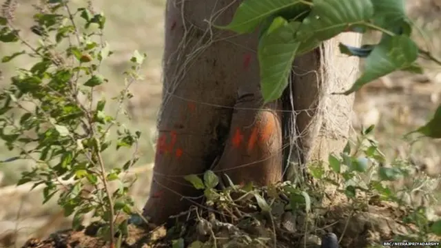 ਕੁਝ ਲੋਕਾਂ ਨੇ ਦਰਖ਼ਤ ਵੱਲ ਇਸ਼ਾਰਾ ਕਰਦੇ ਹੋਏ ਦੱਸਿਆ ਕਿ ਪਿੰਡ ਦੀਆਂ ਮਹਿਲਾਵਾਂ ਨੇ ਇੱਥੇ ਹੀ ਜਿਤਿਆ ਦਾ ਵਰਤ ਰੱਖਿਆ ਸੀ