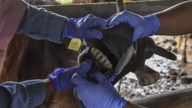 Petugas Dinas Peternakan dan Perikanan (Disnakkan) Ciamis memeriksa kesehatan hewan sapi di UPTD Perbibitan, Desa Cigembor, Kabupaten Ciamis, Jawa Barat, Jumat (13/05/2022).